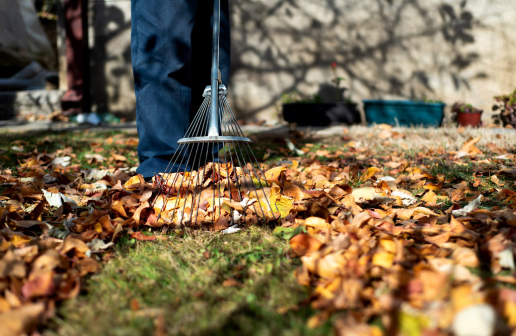 Man collecting fallen autumn leaves in the backyard